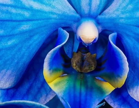malattie orchidee-2