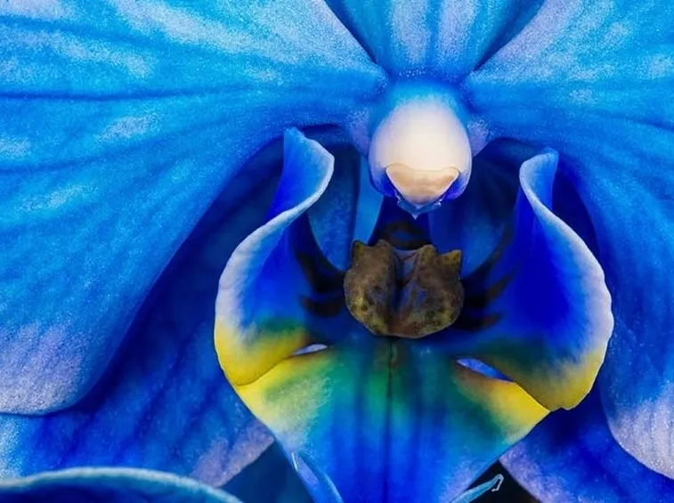 malattie orchidee-2