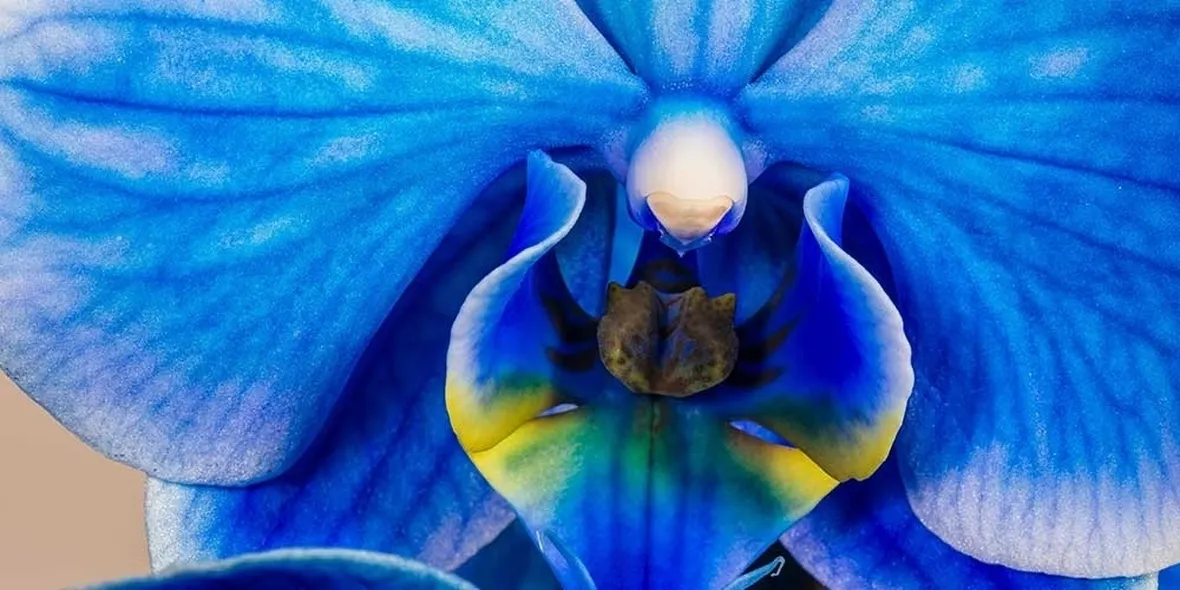 malattie orchidee-2