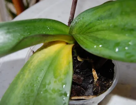 malattie orchidee-3