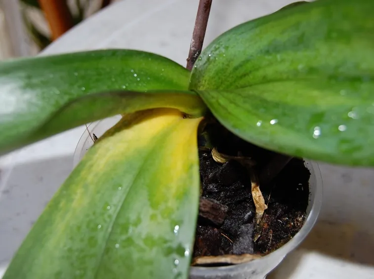 malattie orchidee-3