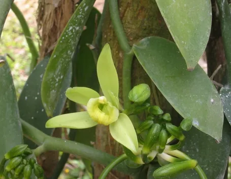 malattie orchidee-5