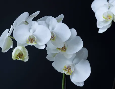 malattie orchidee-8