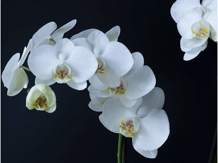 malattie orchidee-8