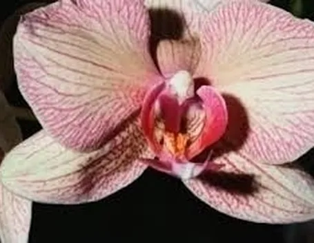 malattie orchidee-9