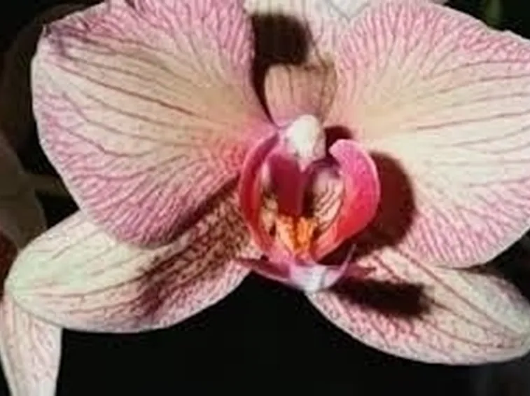 malattie orchidee-9