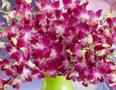 Malattie orchidee