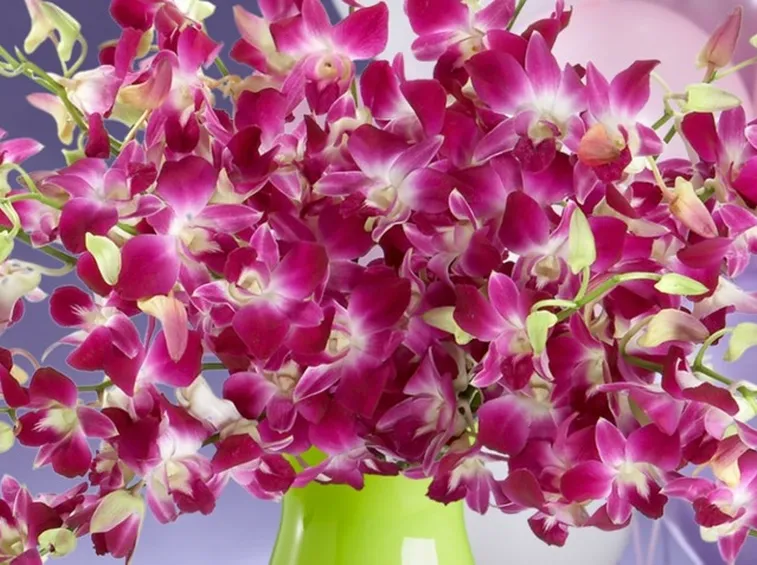 Malattie orchidee