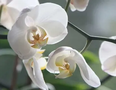 moltiplicazione orchidee-1