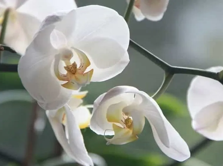 moltiplicazione orchidee-1