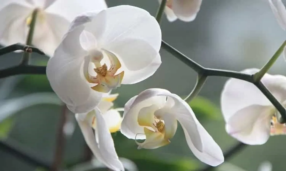 moltiplicazione orchidee-1