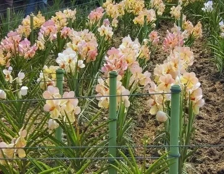 moltiplicazione orchidee-2