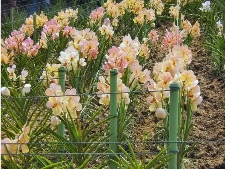 moltiplicazione orchidee-2