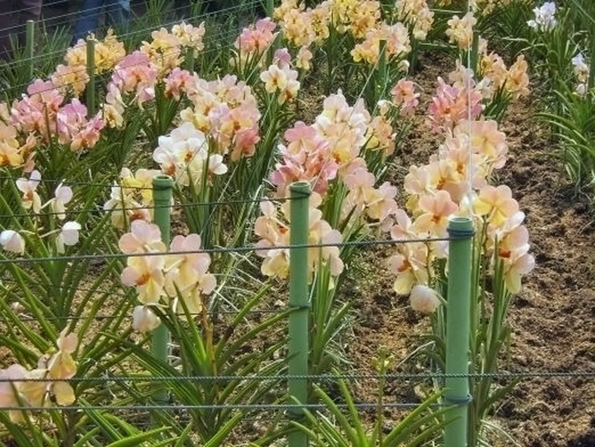 moltiplicazione orchidee-2