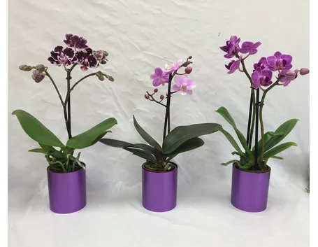 moltiplicazione orchidee-3