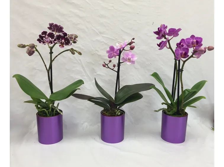 moltiplicazione orchidee-3