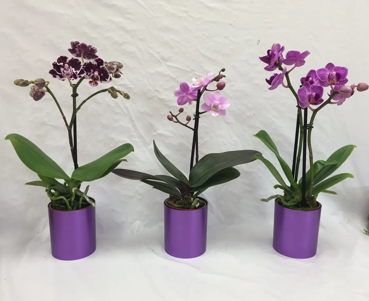 moltiplicazione orchidee-3