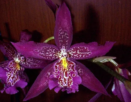 moltiplicazione orchidee-4