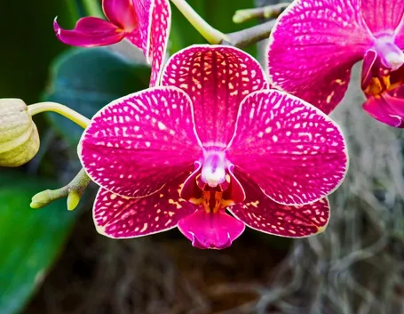 moltiplicazione orchidee-5
