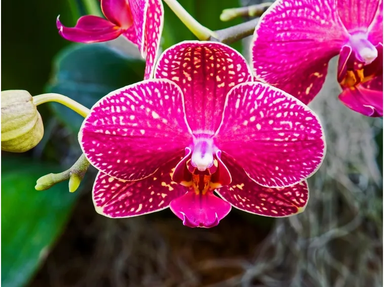 moltiplicazione orchidee-5