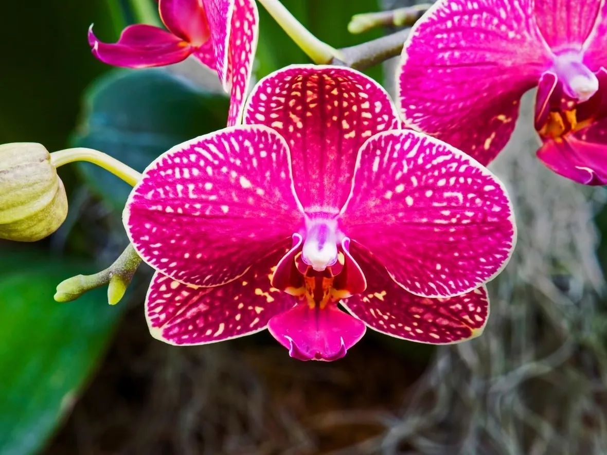 moltiplicazione orchidee-5