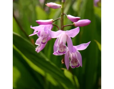 moltiplicazione orchidee-6