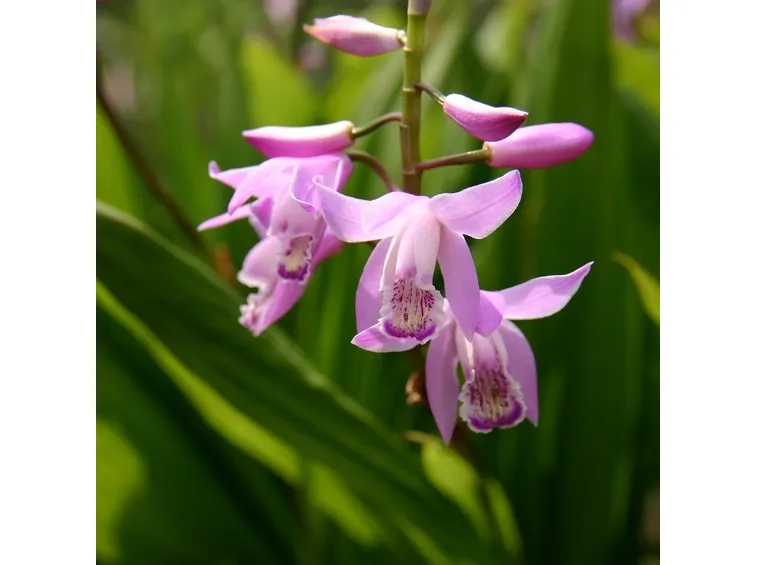 moltiplicazione orchidee-6