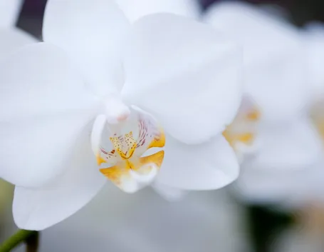 moltiplicazione orchidee-7