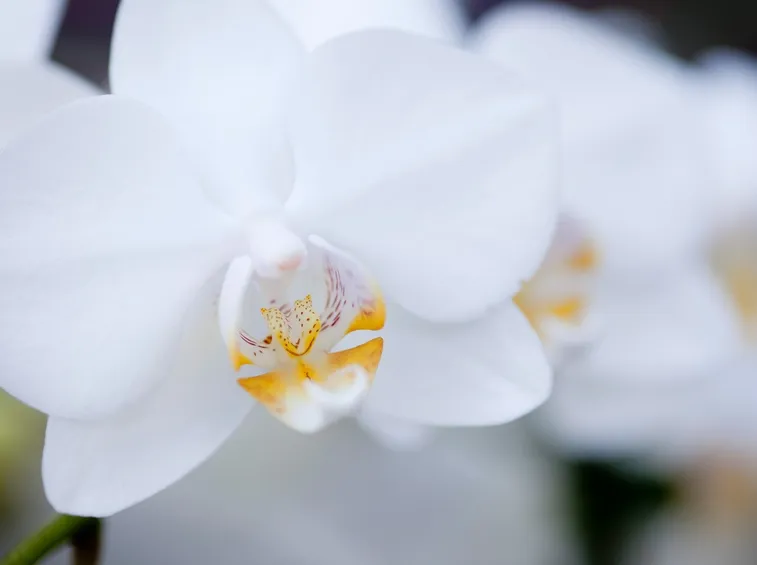moltiplicazione orchidee-7