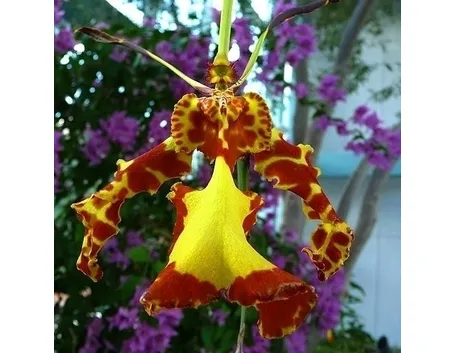 moltiplicazione orchidee-8