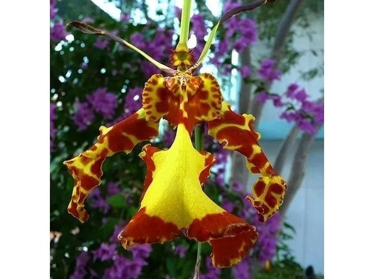 moltiplicazione orchidee-8