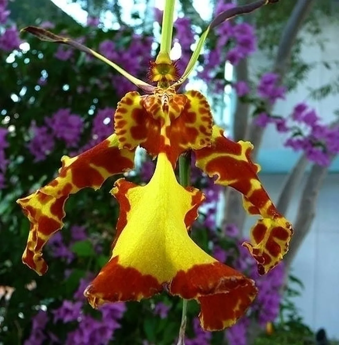 moltiplicazione orchidee-8