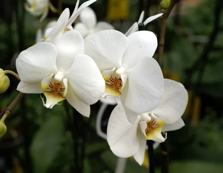 moltiplicazione orchidee-9