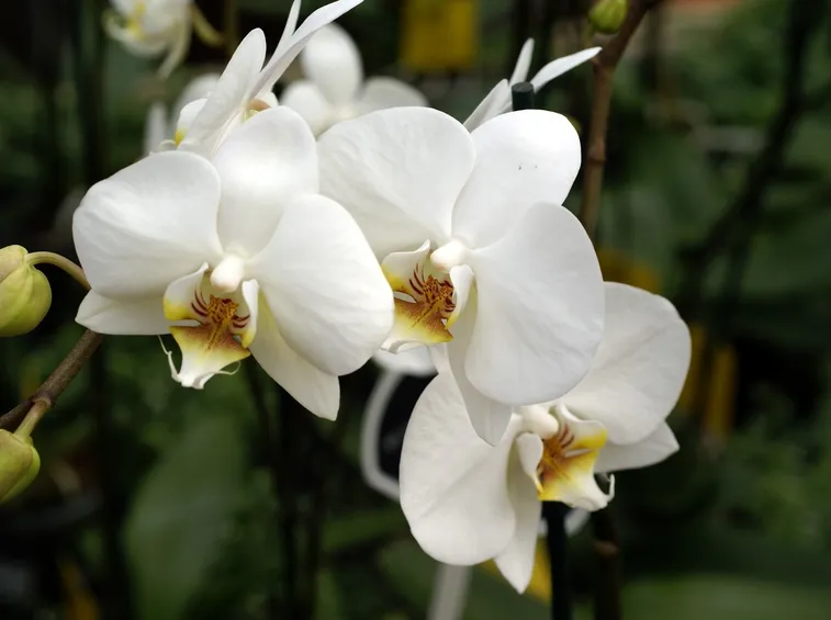 moltiplicazione orchidee-9