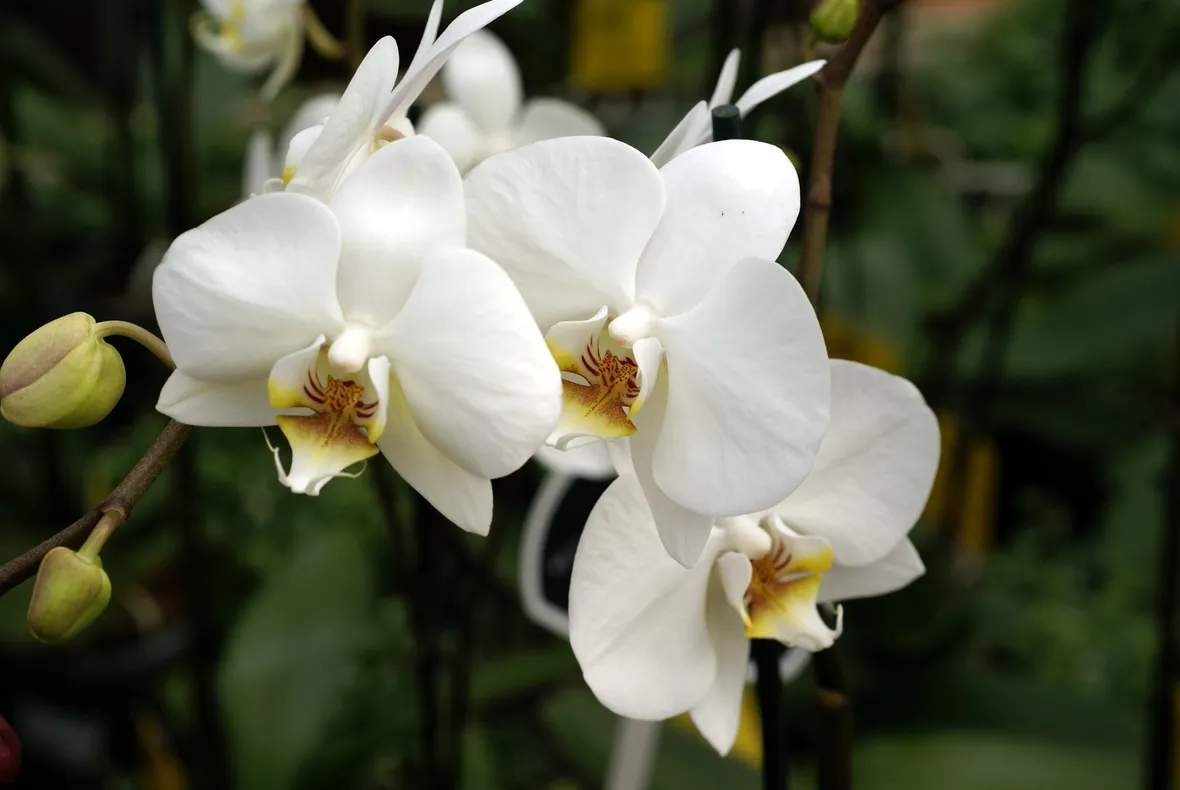 moltiplicazione orchidee-9