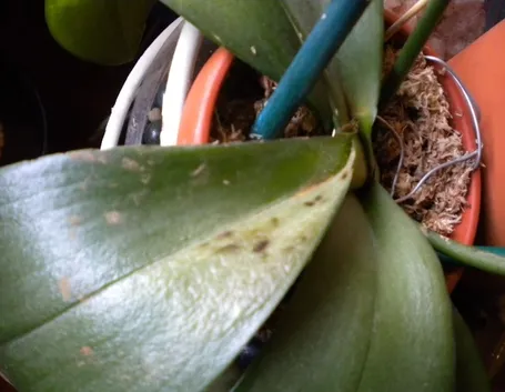 moltiplicazione orchidee