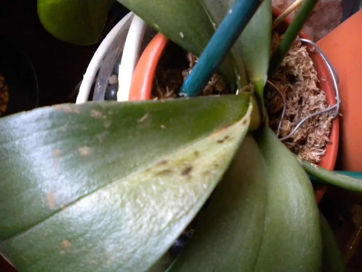 moltiplicazione orchidee