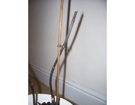 orchidea potatura-1