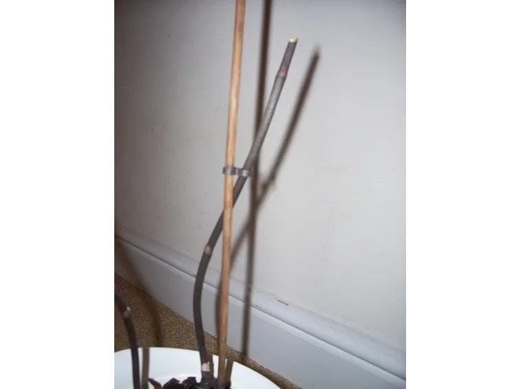 orchidea potatura-1