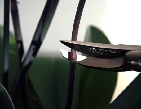 orchidea potatura-3