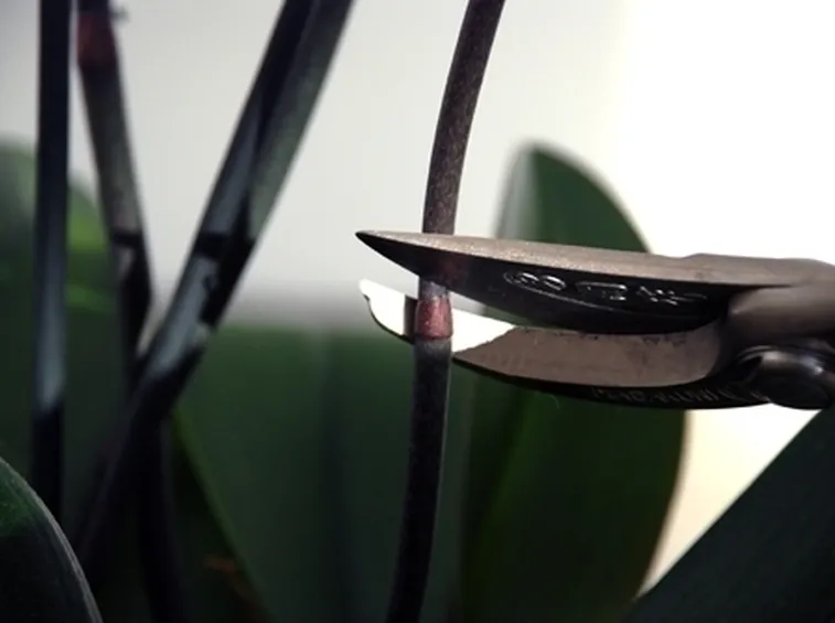 orchidea potatura-3