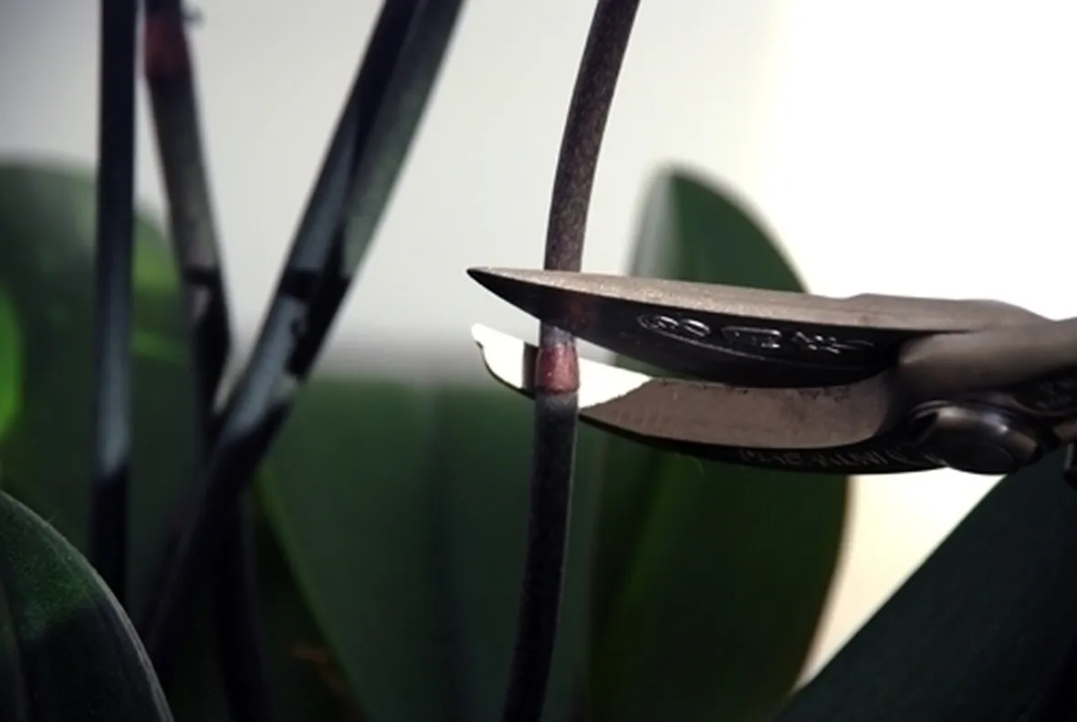 orchidea potatura-3