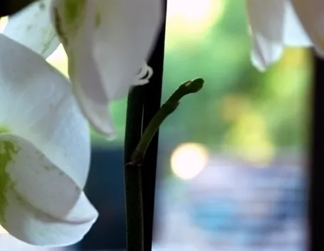 orchidea potatura-4