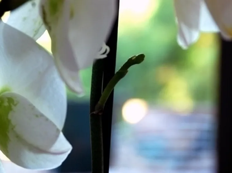 orchidea potatura-4