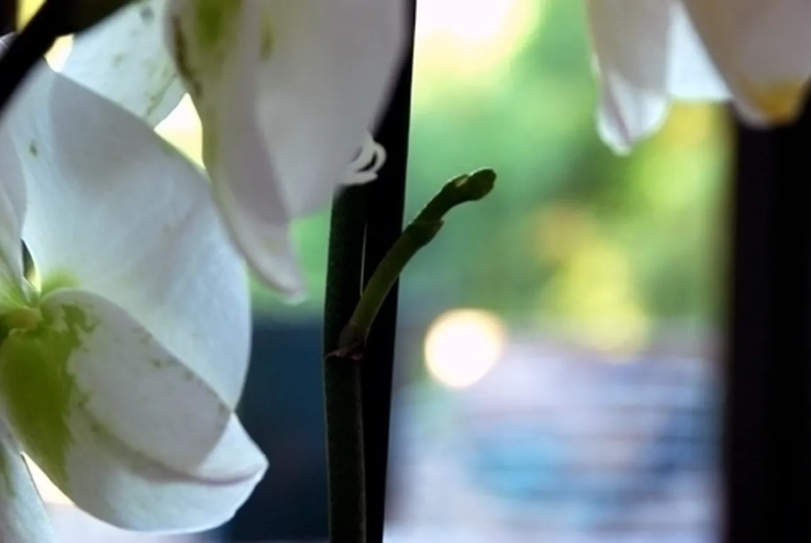 orchidea potatura-4