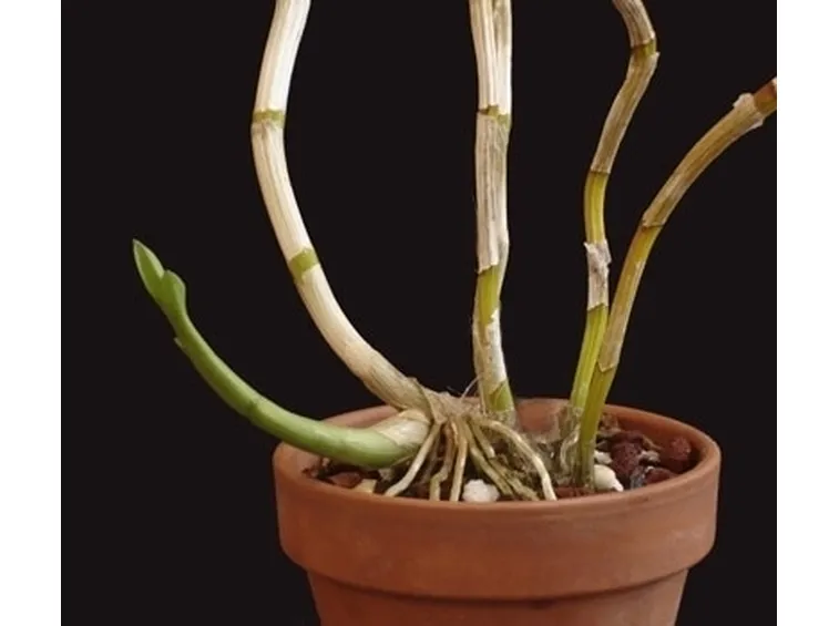 orchidea potatura-7