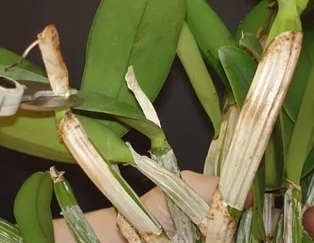 orchidea potatura
