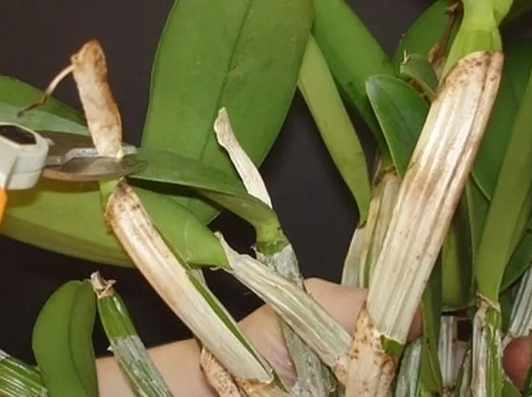 orchidea potatura