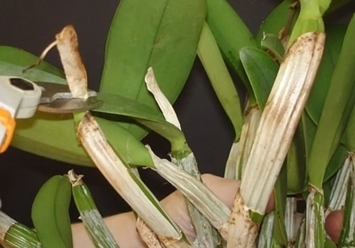orchidea potatura