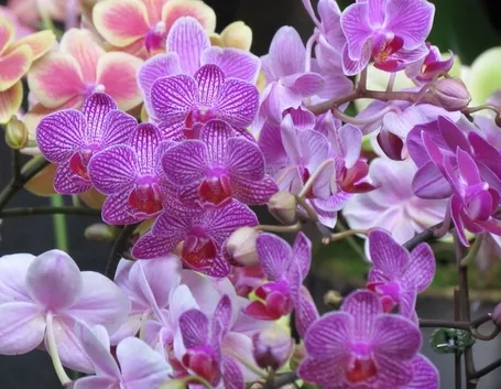 orchidee in casa-4